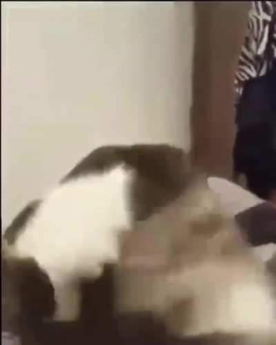 arbiter screams intensifies