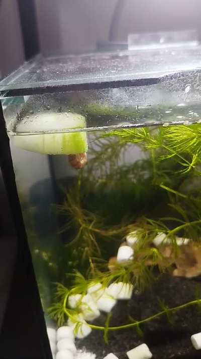 I placed the cucumber under the stone, and they managed to make the cucumber float.
