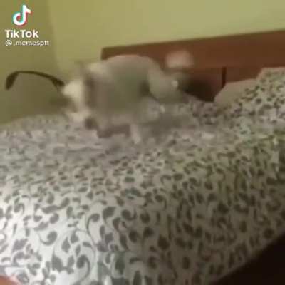 NAAAA-