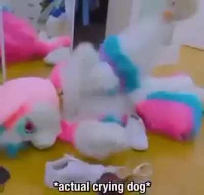furry_irl