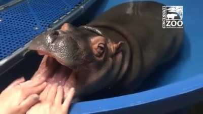 Baby Hippopotamus getting a dental inspection.