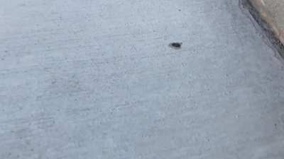 Crunchy little guy