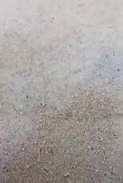 Another crab video