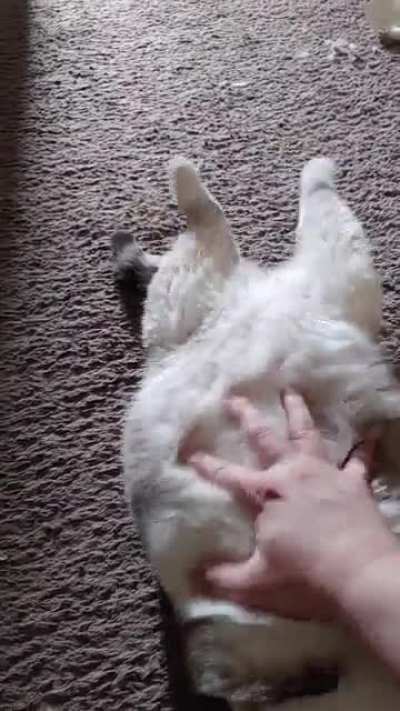 I always pet him this way!