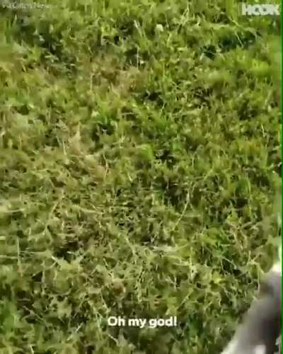 corre que eles est&atilde;o vindo