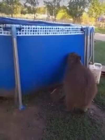 mighty capybara jump!