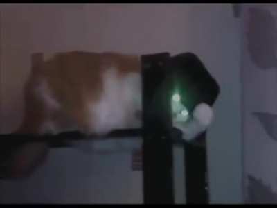 Cat do michael