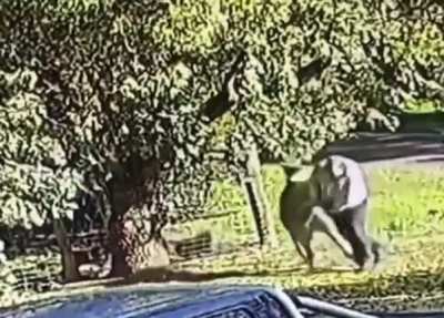 dude gets jumped by pissed off adult kangaroo, but *more* than holds his own like a boss