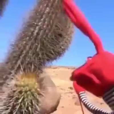 Cactus