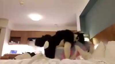 Furry