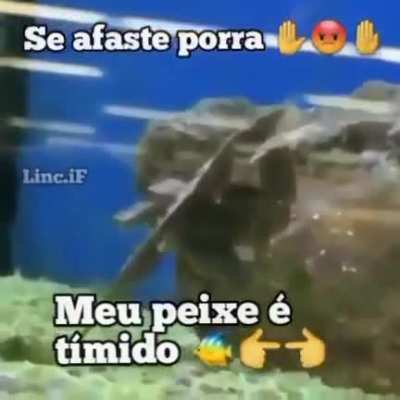 Timido