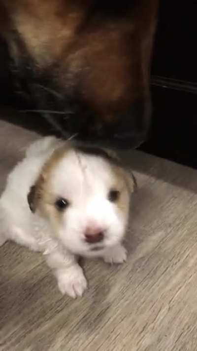 Resident 100lbs German Shepherd loves our new &amp;lt;1lb foster baby