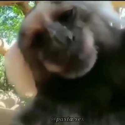 Monkey love