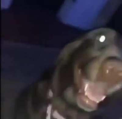 cursed_dog