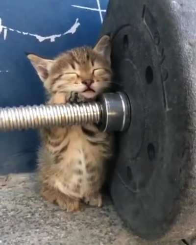 Cat.