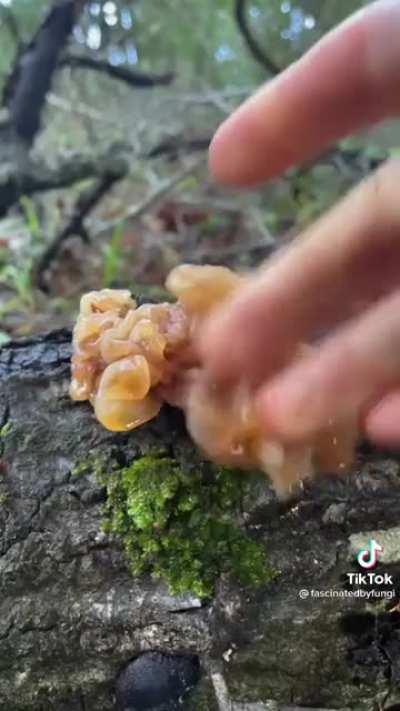 It&rsquo;s Ushy-Gushy Mushy Season&hellip;but don&rsquo;t.