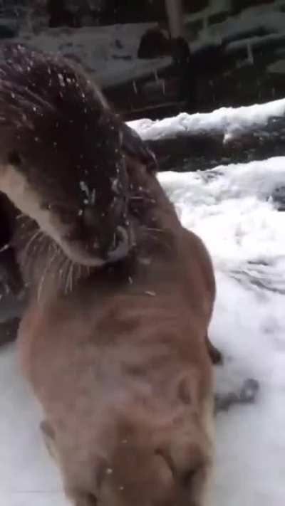 Panda loves to play in Snow!!! &amp;lt;3