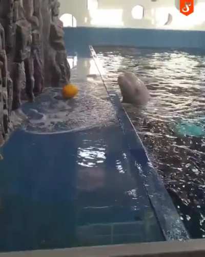 Smart beluga.