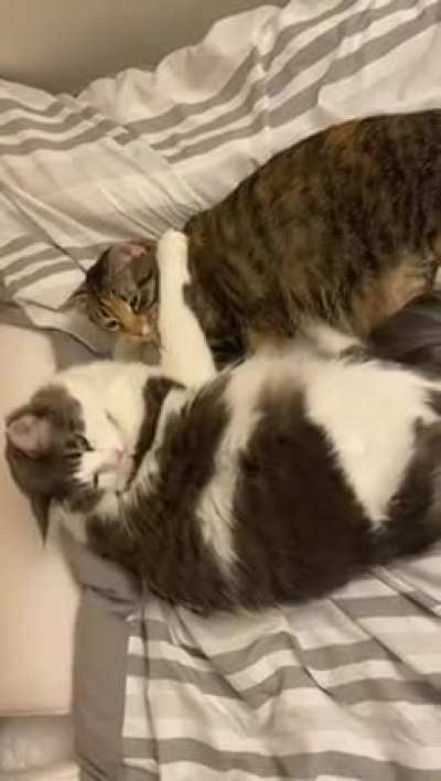 Walked into Mango &amp;amp; Coconut cuddling