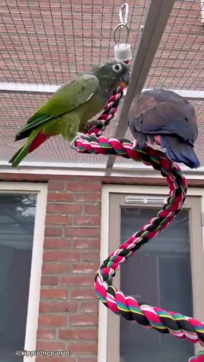 It&rsquo;s been a while since I last posted here, but the birds have a new aviary (and a new buddy, see end of video)!