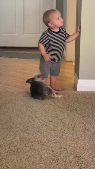 I need pets and belly rubs little human