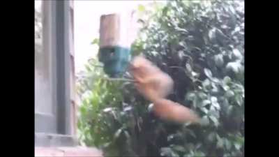 Spinsquirrel