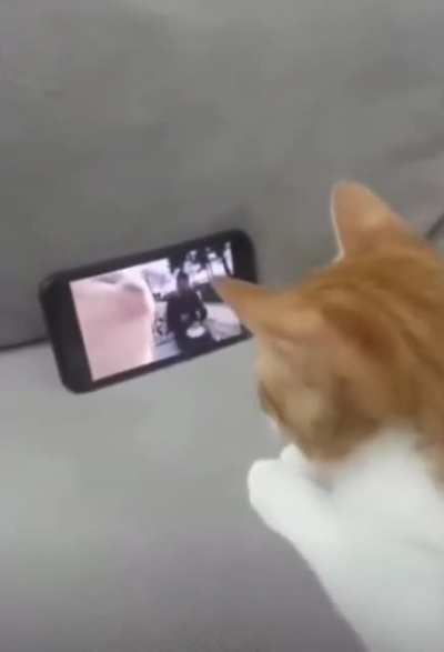 Cat is vibin