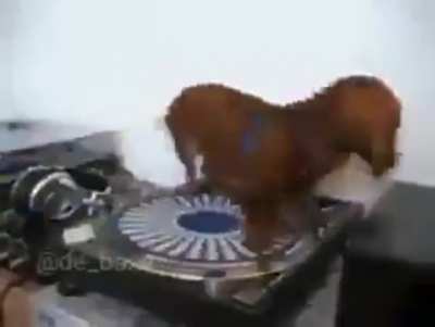Spinner Doggo