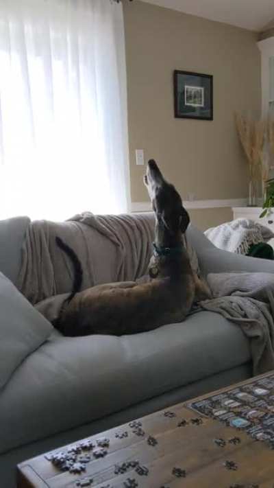 Dog imitating a dog imitating a siren