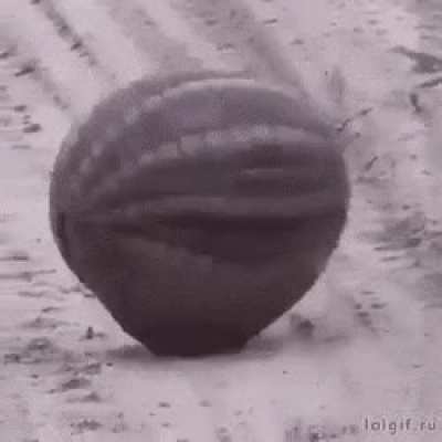 Just an armadillo doing its thing