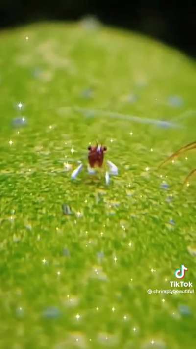 Shrim