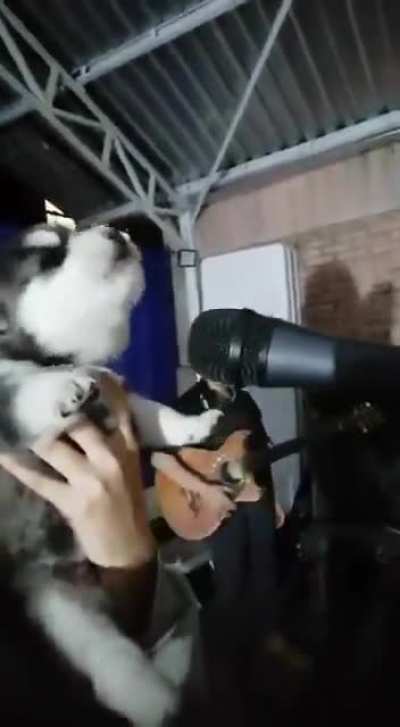 Singing dog screams