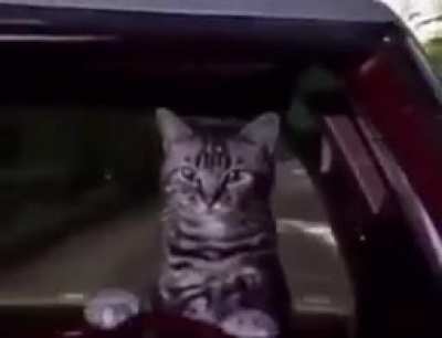 Mi gato el 23 de abril de 2023