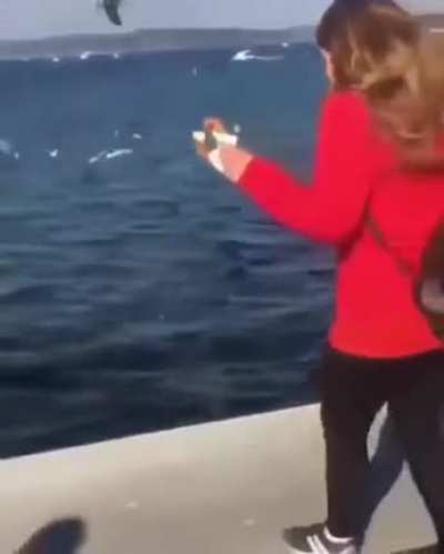 HMC while I feed some birds