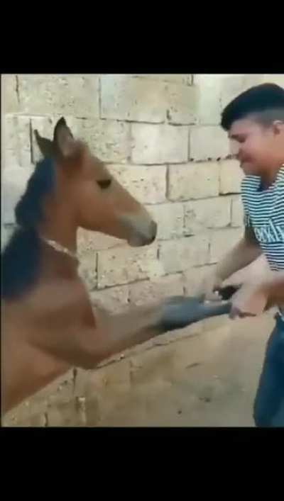 Lan sal amk eşşeği