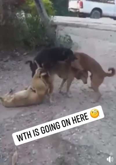 Cats would never stoop to this level of debauchery