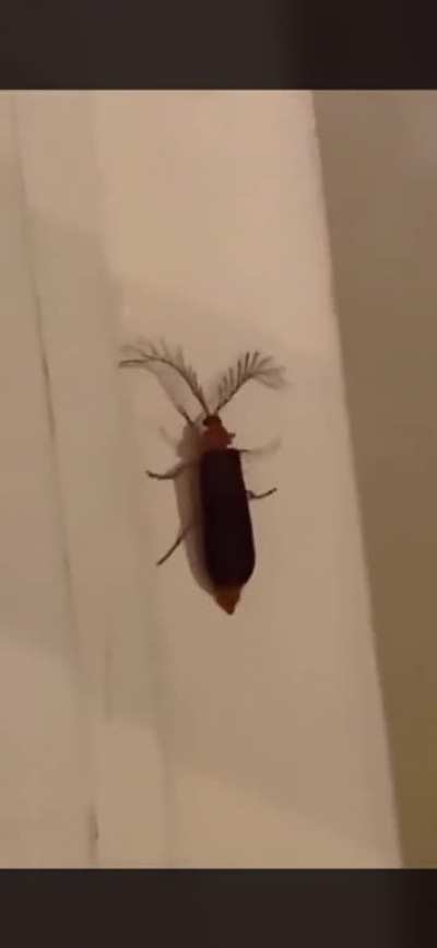 Discovering a rare bug be like