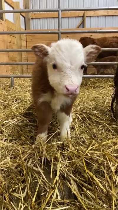 Innocent baby! 😍