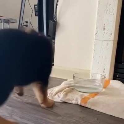 Good boi still hasn't quite figured out the whole "drinking water" thing