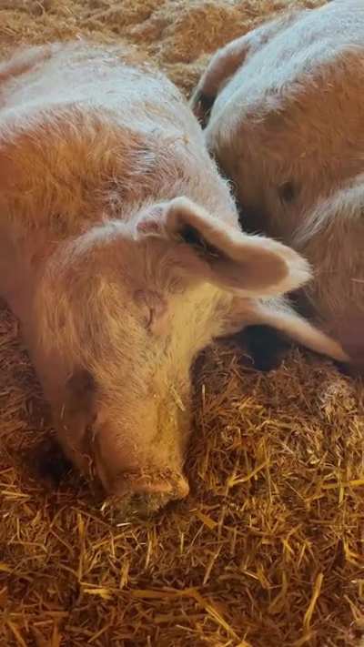 Our favorite part of sanctuaries will always be the friendships between rescued animals, like Amelia and Curly🥺 They&rsquo;re always found spooning❤️ (Woodstock Farm Sanctuary)