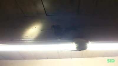 Common House Gecko devouring a butterfly attracted to light.