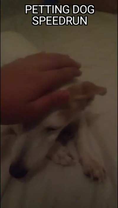 perro chistoson