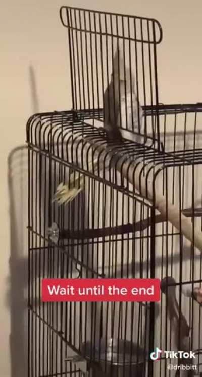 He almost had it