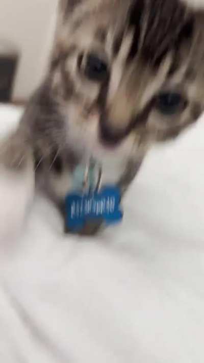POV: you’re being viciously attacked