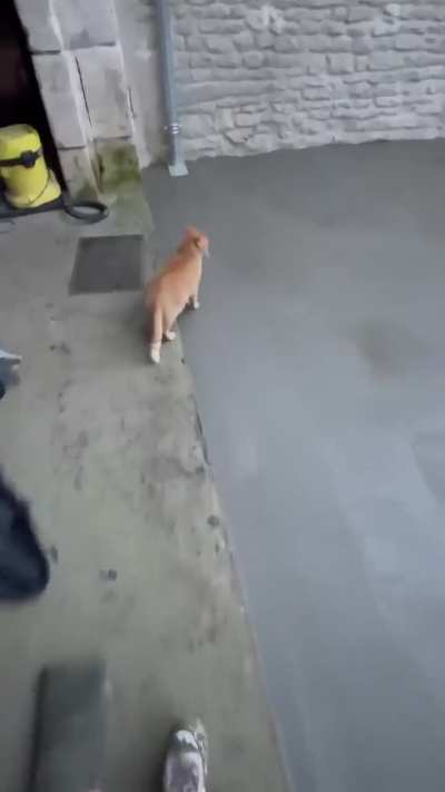 Orange being orange