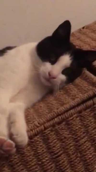 Don&rsquo;t touch the paws