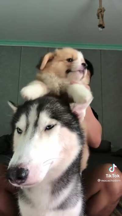 The best video I&rsquo;ve seen so far (again cause I&rsquo;m a dumbass)