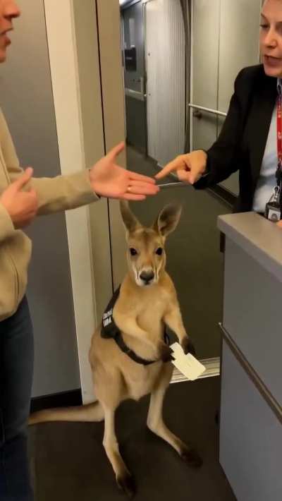 this emotional support kangaroo video is going viral on social media, and many people believe it&rsquo;s real, but it&rsquo;s actually AI