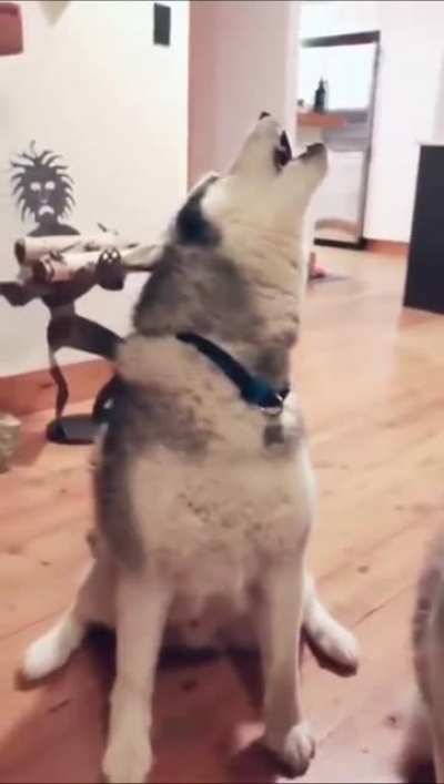 woof_irl