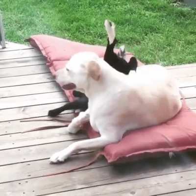 A farm dog and his kid.